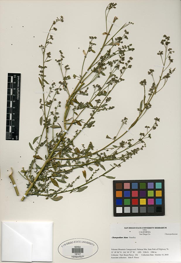 Herbarium Sheet of SDSU 19747